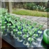 G09. Vintage green glass stemware. 